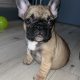 Standard pedigree french bulldog puppies