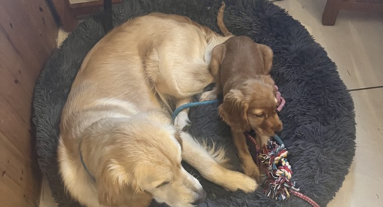 Male cocker spaniel