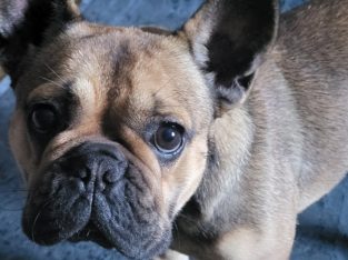 French Bulldog