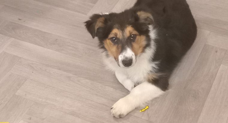 6 month old rough collie mix