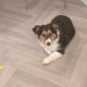 6 month old rough collie mix