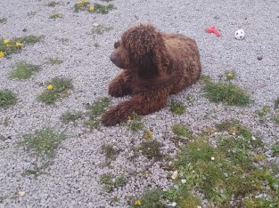 FREE to good home- Irish Water Spaniel