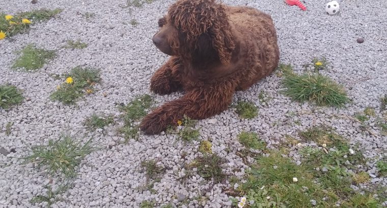 FREE to good home- Irish Water Spaniel