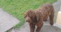 FREE to good home- Irish Water Spaniel