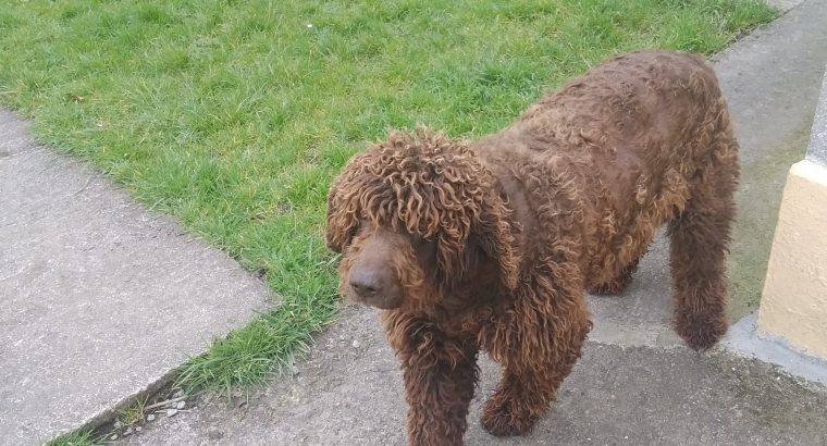 FREE to good home- Irish Water Spaniel