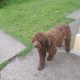 FREE to good home- Irish Water Spaniel