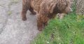 FREE to good home- Irish Water Spaniel