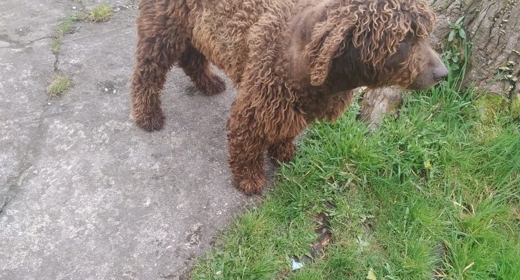 FREE to good home- Irish Water Spaniel