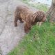 FREE to good home- Irish Water Spaniel