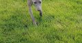 Free to good home – whippet dog