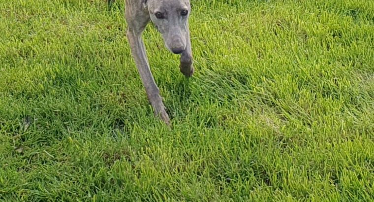 Free to good home – whippet dog