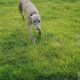 Free to good home – whippet dog