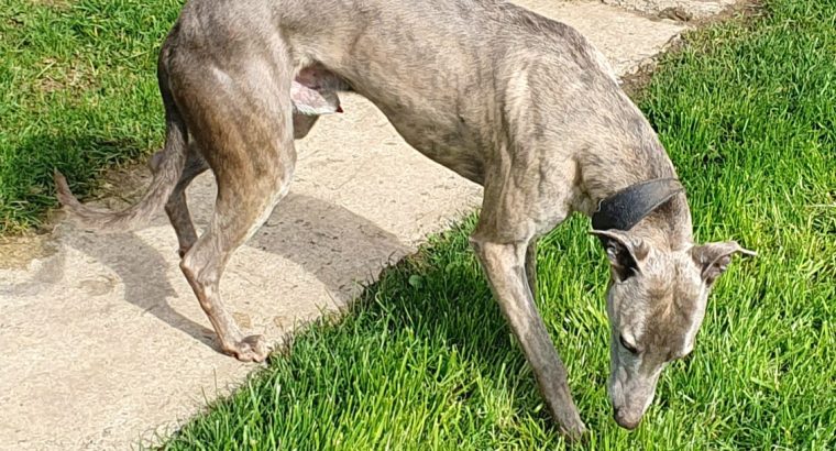 Free to good home – whippet dog