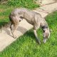 Free to good home – whippet dog