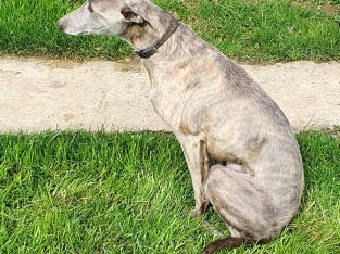 Free to good home – whippet dog