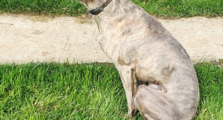 Free to good home – whippet dog