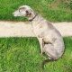 Free to good home – whippet dog