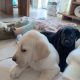 Purebred 9 week old Black Labrador puppies