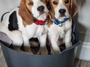 2 Male IKC Registered Beagle Puppies