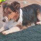 6 month old rough collie mix