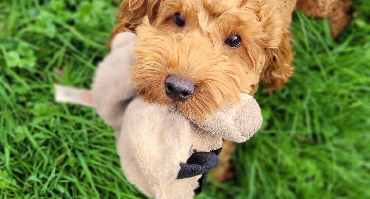 Adorable Cockapoo