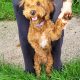 Adorable Cockapoo