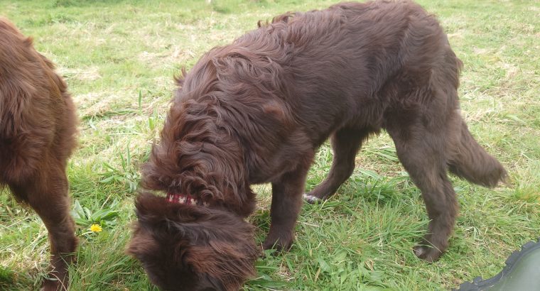 Newfoundland Pup for sale