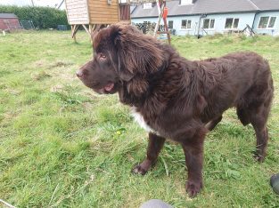 Newfoundland Pup for sale