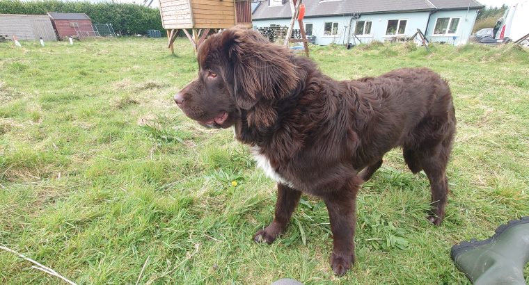 Newfoundland Pup for sale