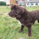 Newfoundland Pup for sale