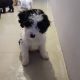 Cavapoo puppies