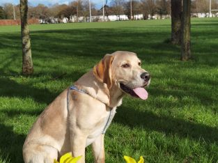 Lovely golden labrador