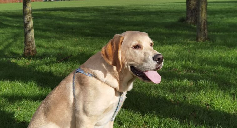 Lovely golden labrador