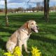 Lovely golden labrador