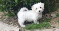 Bichon Frise