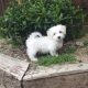 Bichon Frise