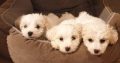 Bichon Frise