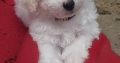 Bichon Frise