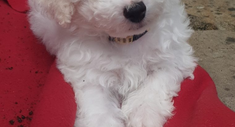 Bichon Frise