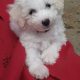 Bichon Frise