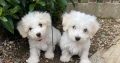 Bichon Frise