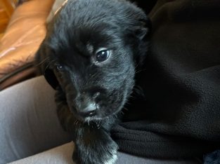 Golden Retriever X Border Collie Pups for Sale