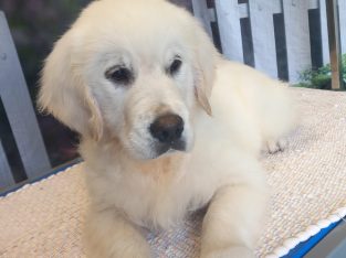 PUREBRED Golden Retreiver