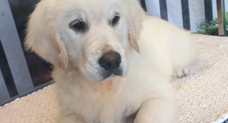 PUREBRED Golden Retreiver