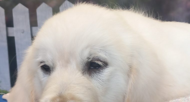 PUREBRED Golden Retreiver