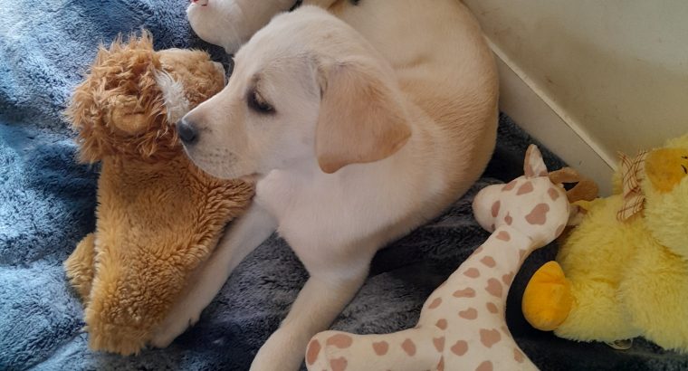 Golden labrador for sale