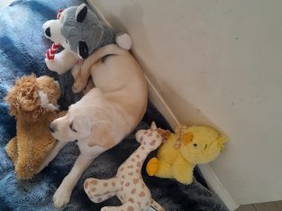 Golden labrador for sale