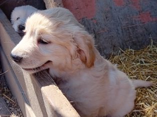 Beautiful Golden retriever puppies