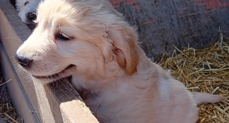 Beautiful Golden retriever puppies