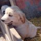 Beautiful Golden retriever puppies